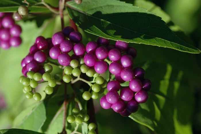 Common Beautyberry - Callicarpa dichotoma from Milmont Greenhouses