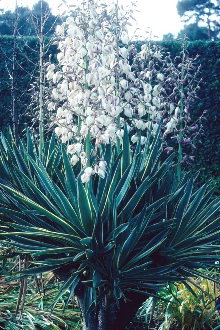 'Variegata' Mound-lily - Yucca x gloriosa from Milmont Greenhouses 'Variegata' Mound-lily - Yucca x gloriosa from Milmont Greenhouses