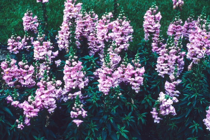 'Sonnet Pink' Snapdragon - Antirrhinum majus from Milmont Greenhouses