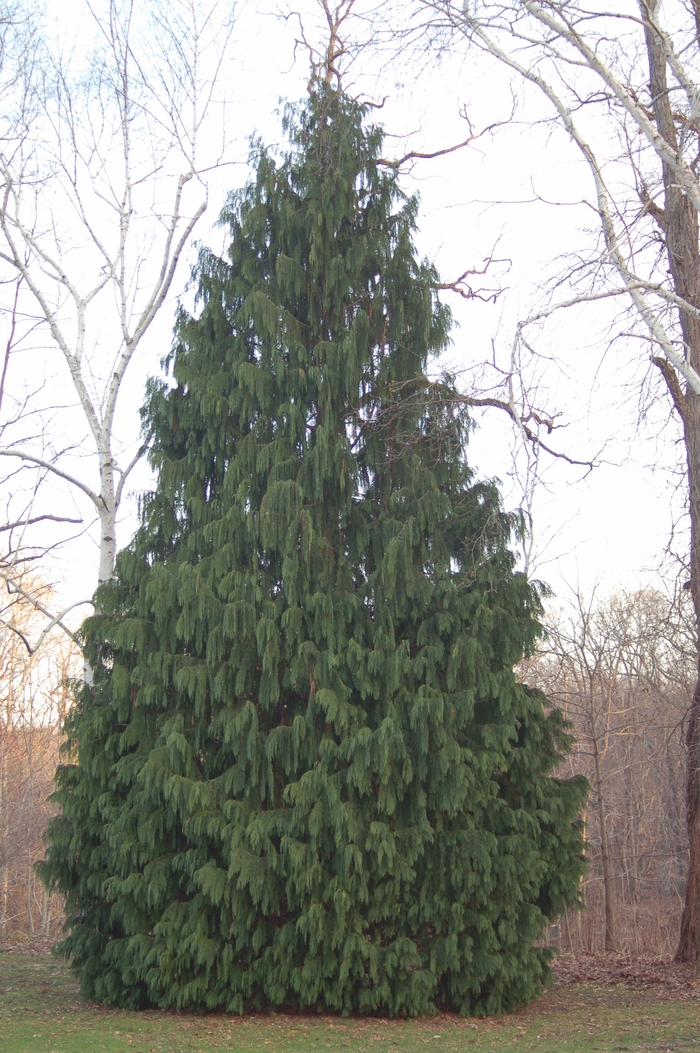 'Pendula' Weeping Nootka Falsecypress - Chamaecyparis nootkatensis from Milmont Greenhouses