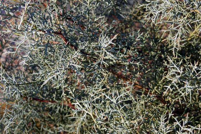 'Blue Ice' Blue Ice Cypress - Cupressus arizonica from Milmont Greenhouses 'Blue Ice' Blue Ice Cypress - Cupressus arizonica from Milmont Greenhouses