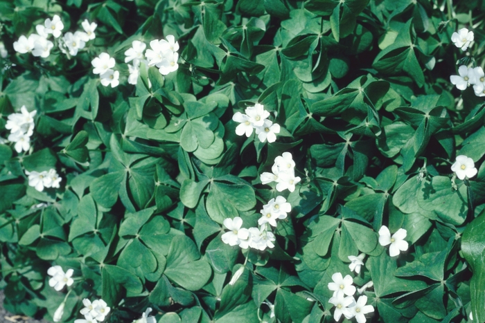 Ornamental Shamrock - Oxalis regnellii from Milmont Greenhouses Ornamental Shamrock - Oxalis regnellii from Milmont Greenhouses