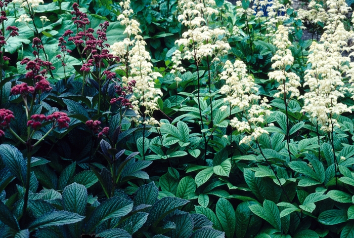 'Superba' - Rodgersia pinnata from Milmont Greenhouses