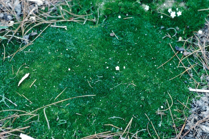 Pearlwort - Sagina subulata from Milmont Greenhouses