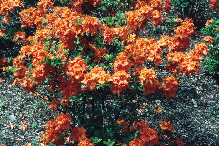 'Gibraltar' Azalea - Rhododendron Exbury hybrid from Milmont Greenhouses