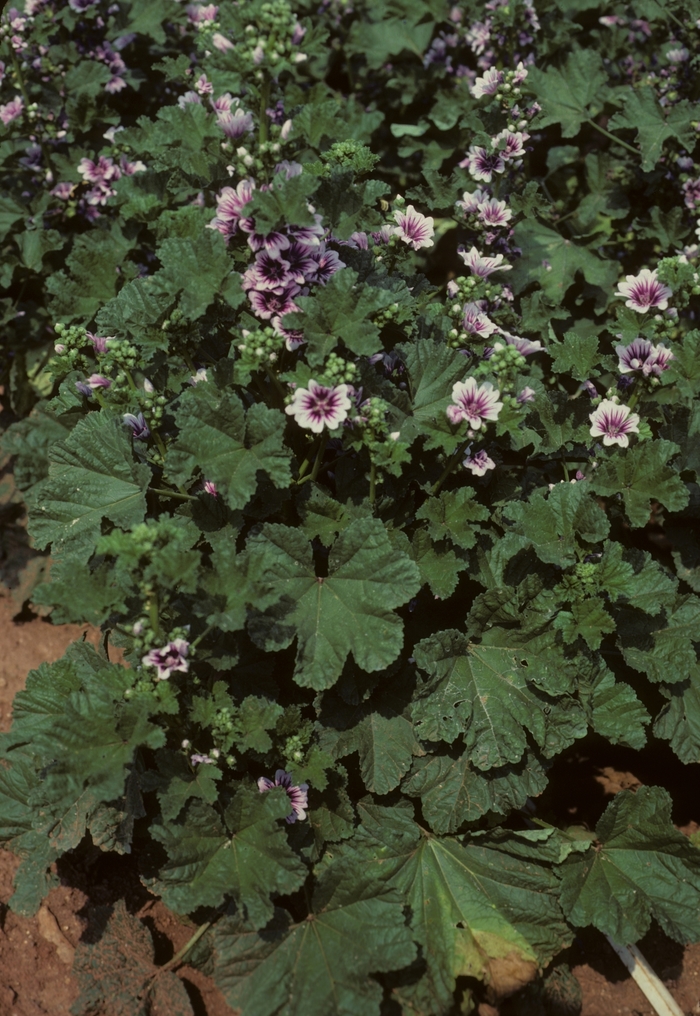 Hollyhock - Alcea zebrina (Hollyhock) from Milmont Greenhouses