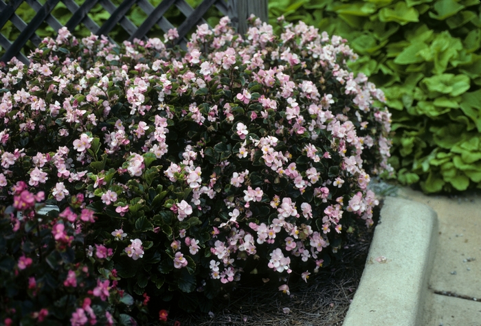 'Super Olympia Light Pink' Wax Begonia - Begonia semperflorens from Milmont Greenhouses 'Super Olympia Light Pink' Wax Begonia - Begonia semperflorens from Milmont Greenhouses