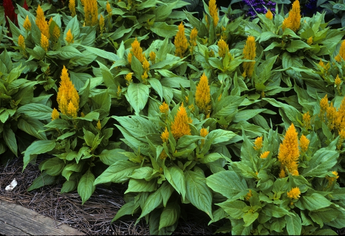 'Fresh Look Yellow' Cockscomb - Celosia argentea plumosa from Milmont Greenhouses 'Fresh Look Yellow' Cockscomb - Celosia argentea plumosa from Milmont Greenhouses