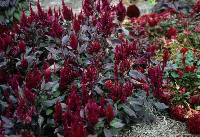 'New Look' Cockscomb - Celosia argentea var. plumosa from Milmont Greenhouses