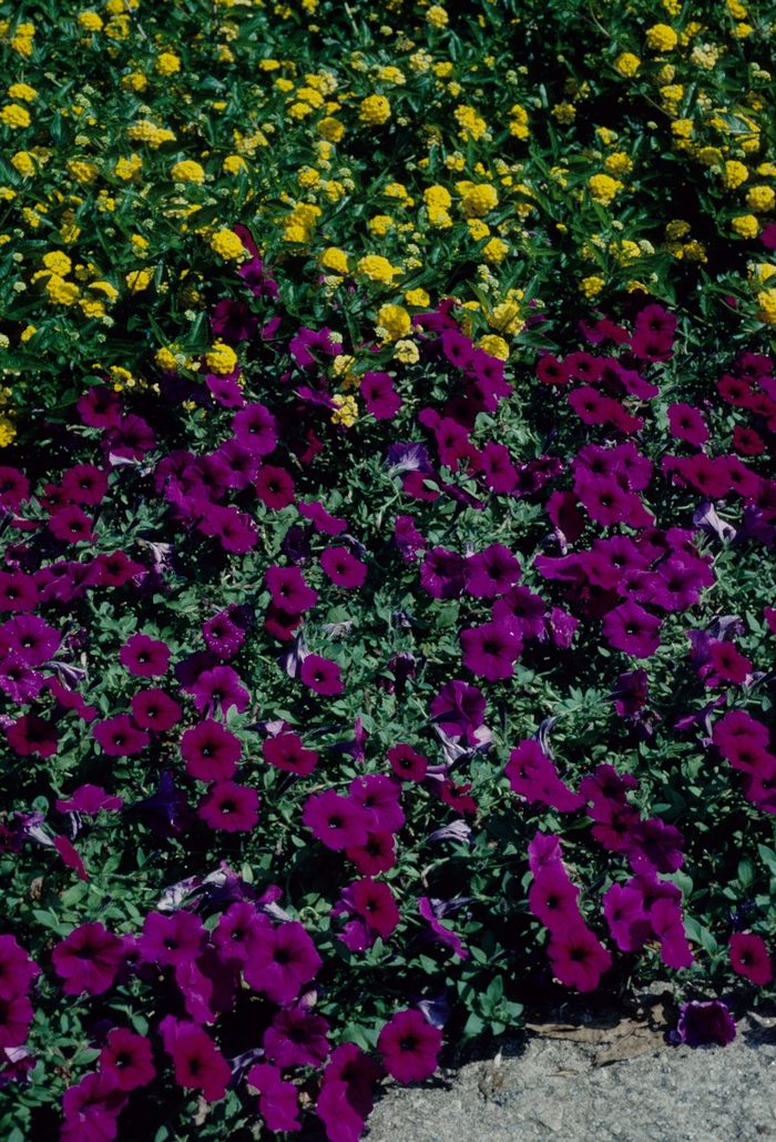 Wave&reg; 'Purple' - Petunia from Milmont Greenhouses