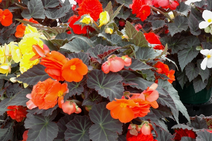 Nonstop® 'Mocca Mix' - Begonia x tuberhybrida (Tuberous Begonia) from Milmont Greenhouses Nonstop® 'Mocca Mix' - Begonia x tuberhybrida (Tuberous Begonia) from Milmont Greenhouses