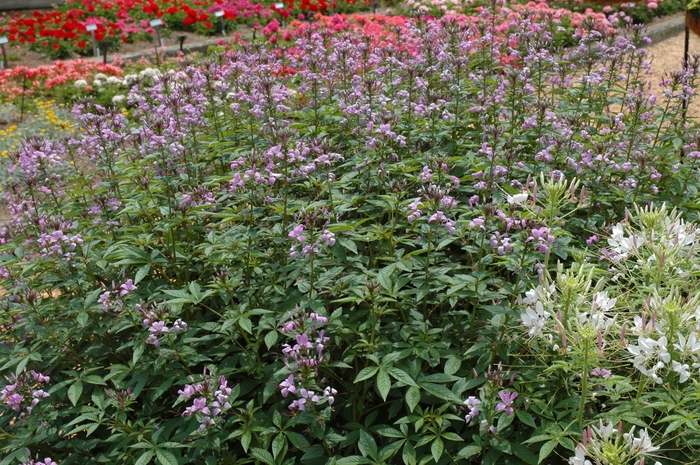 'Senorita Rosalita®' Spider Flower - Cleome from Milmont Greenhouses 'Senorita Rosalita®' Spider Flower - Cleome from Milmont Greenhouses