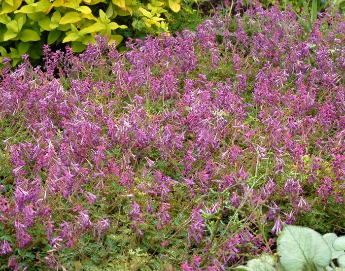 ''Blackberry Wine'' - Corydalis anthriscifolia from Milmont Greenhouses