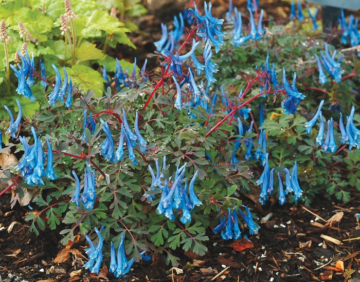 ''Blue Heron'' Fumewort - Corydalis curviflora var. rosthornii from Milmont Greenhouses