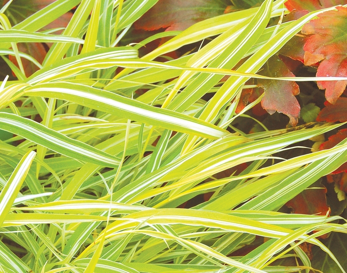 ''Stripe It Rich'' Japenese Forest Grass - Hakonechloa macra from Milmont Greenhouses