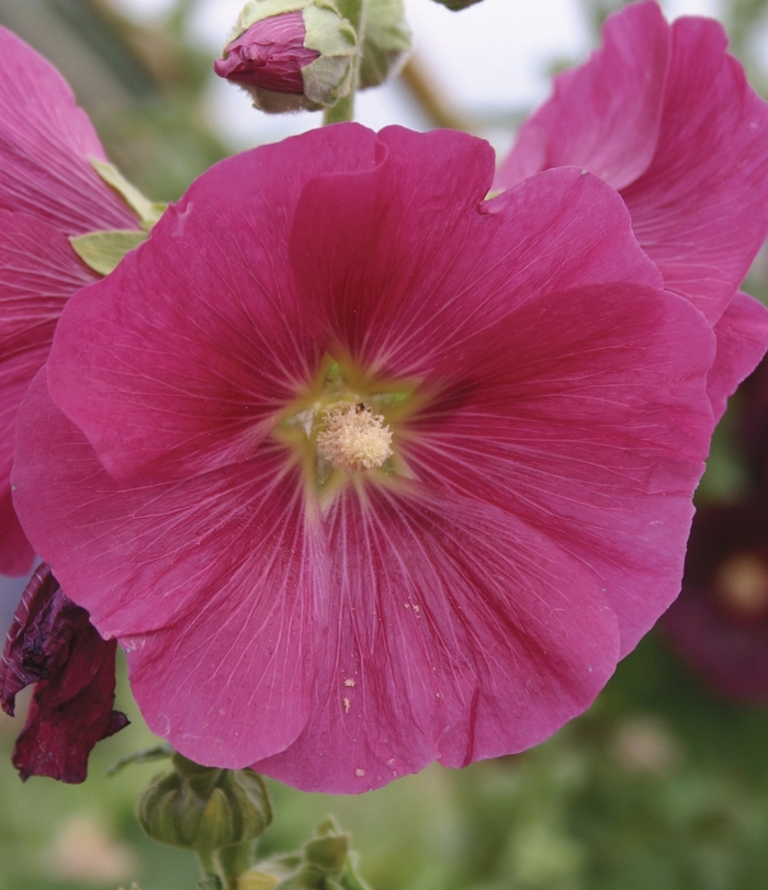 'Indian Spring' Hollyhock - Alcea rosea from Milmont Greenhouses