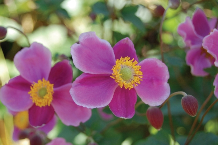 'September Charm' - Anemone hupehensis from Milmont Greenhouses