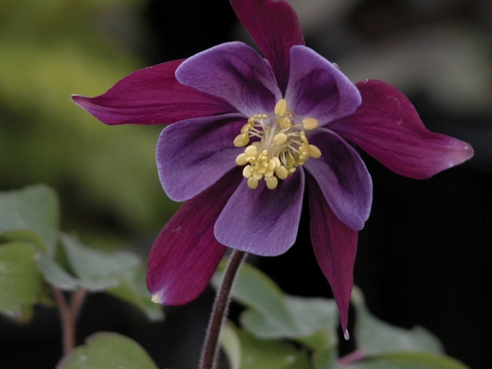 Biedermeier Mix Columbine - Aquilegia 'Biedermeier Mix' (Columbine) from Milmont Greenhouses