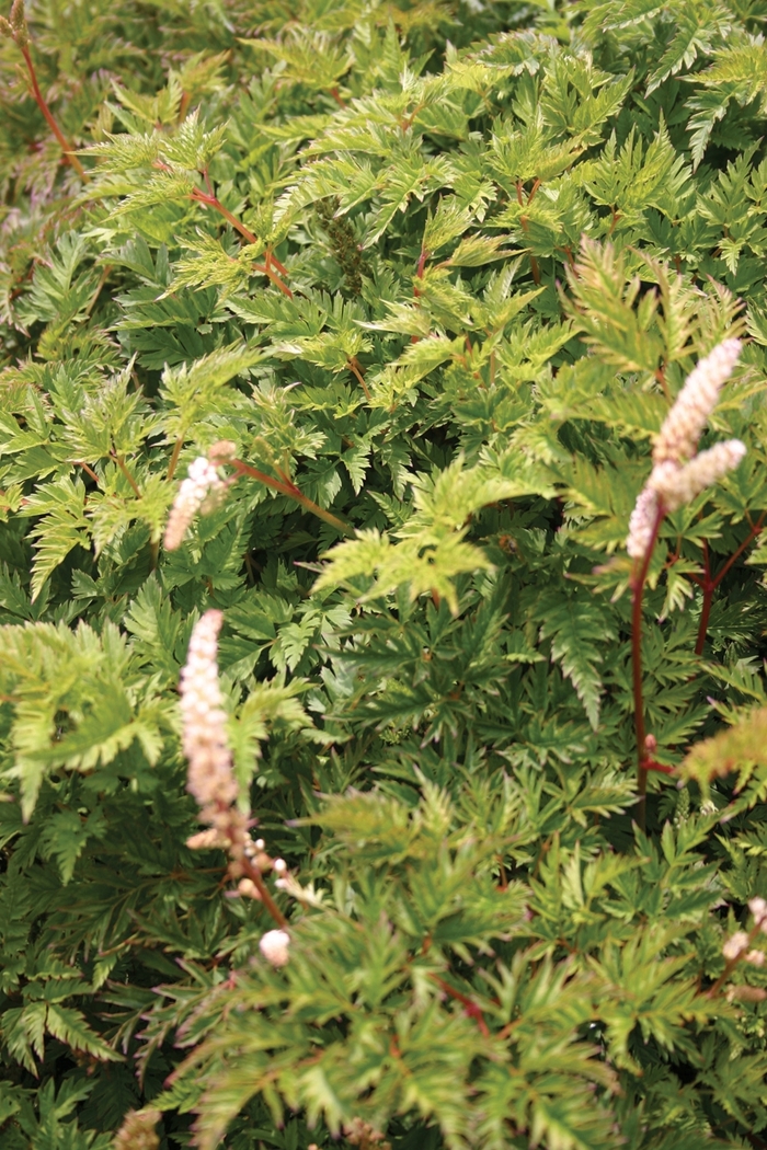 'Noble Spirits' Miniature Goat's Beard - Aruncus aethusifolius from Milmont Greenhouses