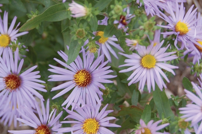 'Raydon's Favorite' Oblongleaf Aster Cultivar - Aster oblongifolius from Milmont Greenhouses