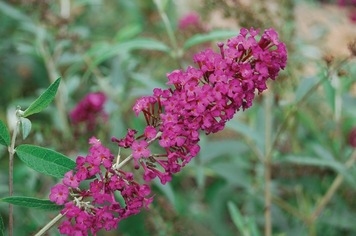 Royal Red Butterfly Bush - Buddleia davidii 'Royal Red' (Butterfly Bush) from Milmont Greenhouses