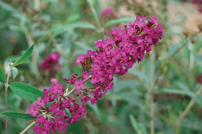 Royal Red Butterfly Bush - Buddleia davidii 'Royal Red' (Butterfly Bush) from Milmont Greenhouses