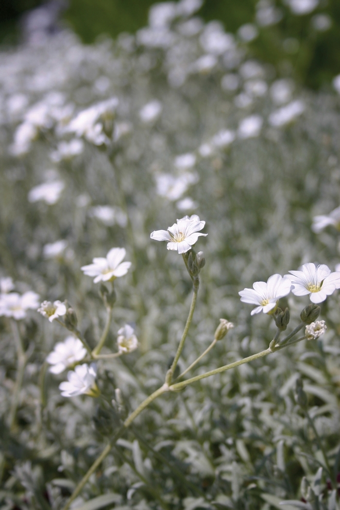 Yo Yo Snow in Summer - Cerastium tomentosum 'Yo Yo' (Snow in Summer) from Milmont Greenhouses