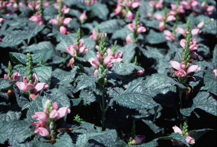 'Hot Lips' Pink Turtlehead - Chelone lyonii from Milmont Greenhouses