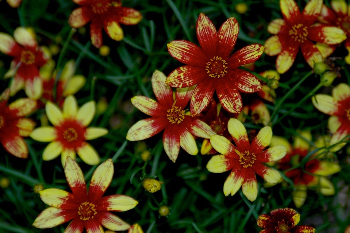 Route 66 Tickseed - Coreopsis verticillata 'Route 66' PP20609 (Tickseed) from Milmont Greenhouses