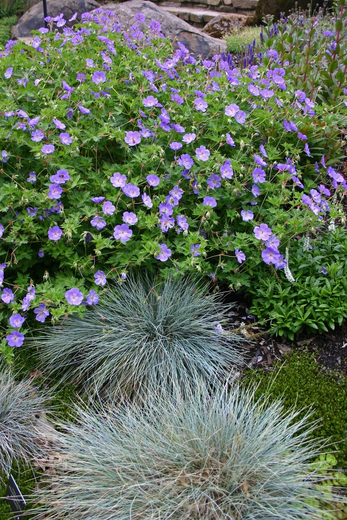 'Rozanne' Cranesbill - Geranium from Milmont Greenhouses