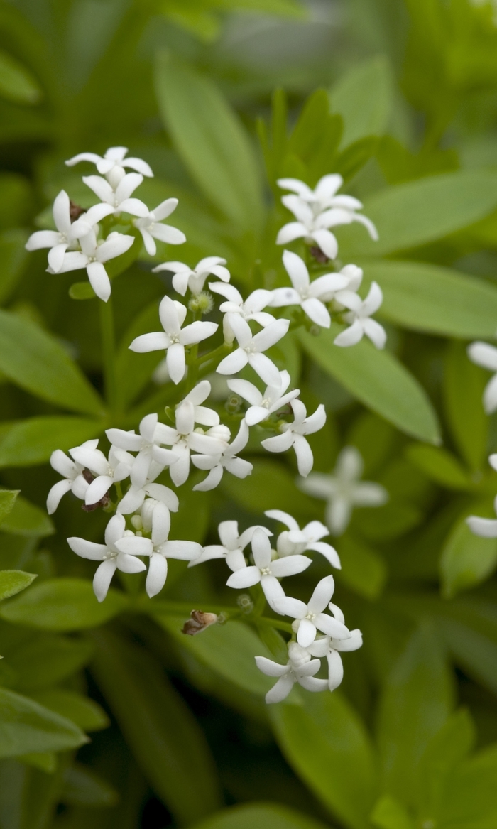 Sweet Woodruff - Galium odoratum (Sweet Woodruff) from Milmont Greenhouses Sweet Woodruff - Galium odoratum (Sweet Woodruff) from Milmont Greenhouses