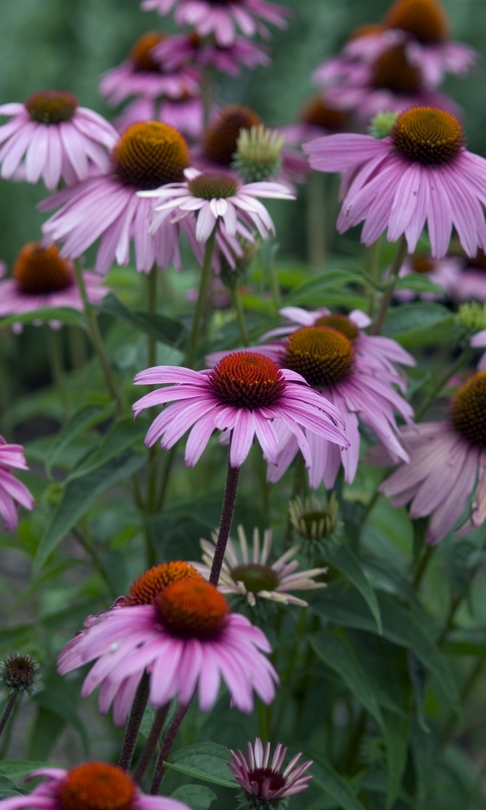 Magnus Coneflower - Echinacea purpurea 'Magnus' (Coneflower) from Milmont Greenhouses
