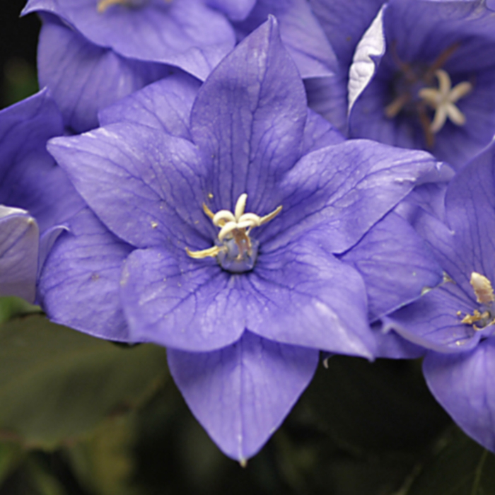 Double Blue Balloon Flower - Platycodon grandiflorus 'Double Blue' (Balloon Flower) from Milmont Greenhouses Double Blue Balloon Flower - Platycodon grandiflorus 'Double Blue' (Balloon Flower) from Milmont Greenhouses