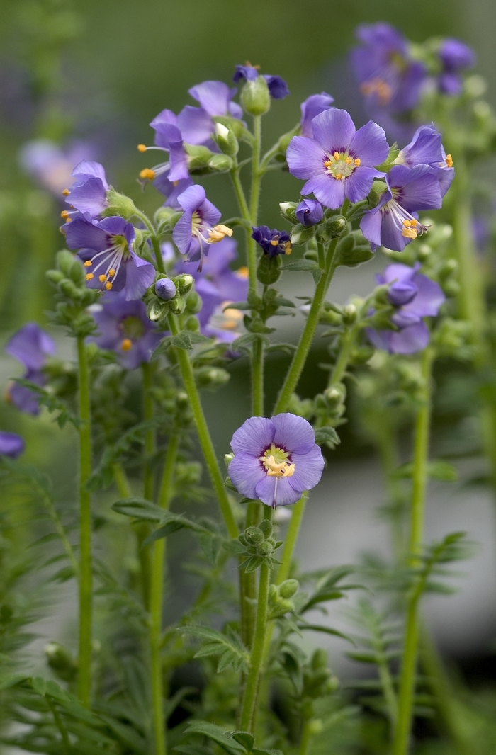 Heavenly Habit Jacob's Ladder - Polemonium boreale 'Heavenly Habit' (Jacob's Ladder) from Milmont Greenhouses Heavenly Habit Jacob's Ladder - Polemonium boreale 'Heavenly Habit' (Jacob's Ladder) from Milmont Greenhouses