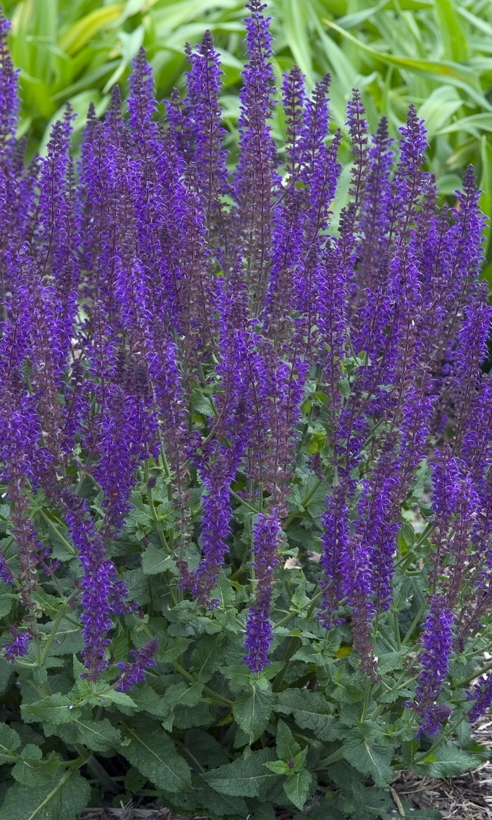 May Night Meadow Sage - Salvia x sylvestris 'May Night' (Meadow Sage) from Milmont Greenhouses May Night Meadow Sage - Salvia x sylvestris 'May Night' (Meadow Sage) from Milmont Greenhouses