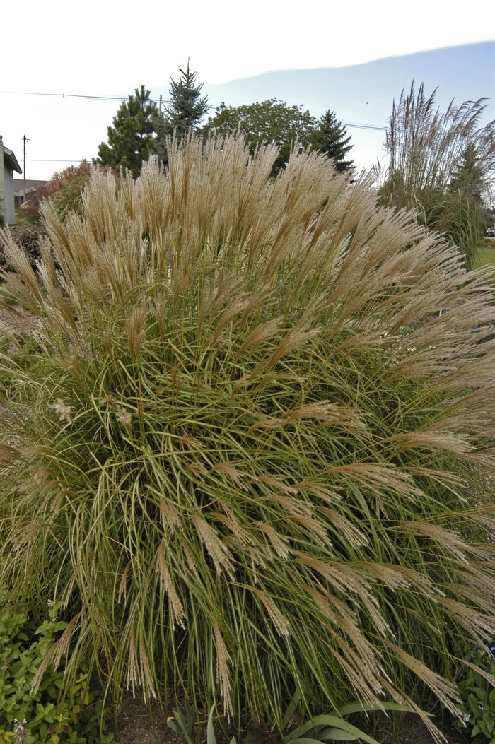 'Adagio' Dwarf Japanese Silver Grass - Miscanthus sinensis from Milmont Greenhouses