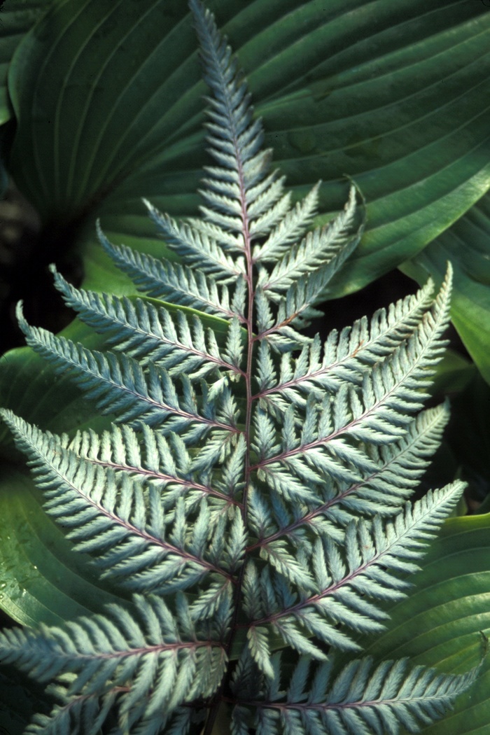''Silver Falls'' Silver Falls Japanese Painted Fern - Athyrium niponicum var. pictum from Milmont Greenhouses