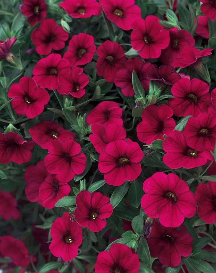 Superbells® 'Red' - Calibrachoa from Milmont Greenhouses
