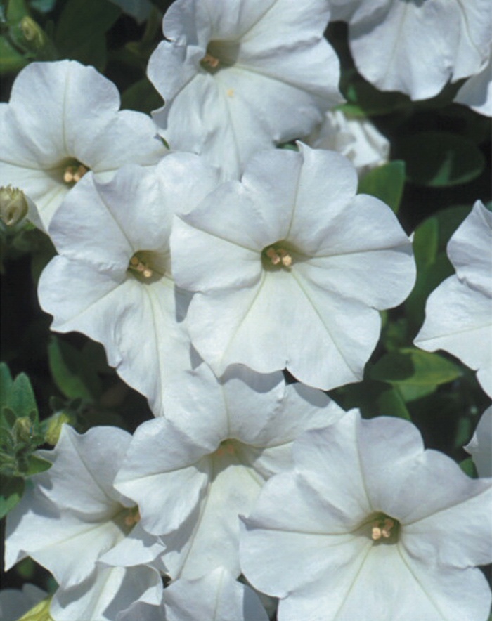 Supertunia Mini Vista&reg; White - Petunia from Milmont Greenhouses