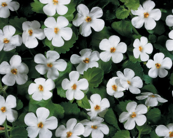 Snowstorm® ''Giant Snowflake®'' - Sutera cordata (Bacopa) from Milmont Greenhouses