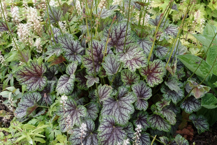 ''Green Spice'' Coral Bells - Heuchera americana from Milmont Greenhouses ''Green Spice'' Coral Bells - Heuchera americana from Milmont Greenhouses
