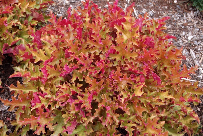 Marmalade™ Coral Bells - Heuchera 'Marmalade™' PP15945 from Milmont Greenhouses