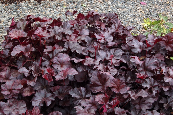 ''Obsidian'' Coral Bells - Heuchera from Milmont Greenhouses