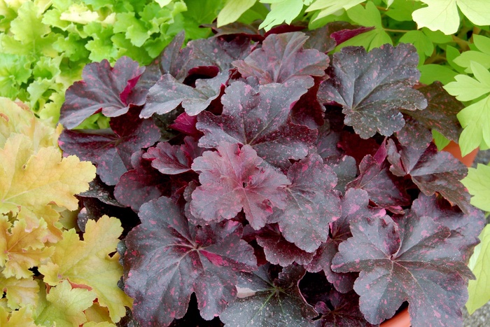 Midnight Rose Coral Bells - Heuchera 'Midnight Rose' PP18551 (Coral Bells) from Milmont Greenhouses