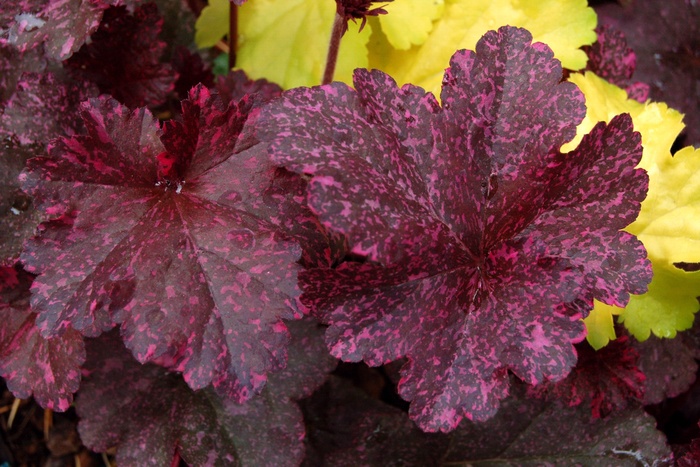 ''Midnight Rose'' Coral Bells - Heuchera from Milmont Greenhouses