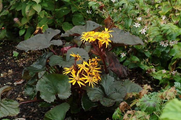 ''Britt Marie Crawford'' Bigleaf Goldenray - Ligularia dentata from Milmont Greenhouses