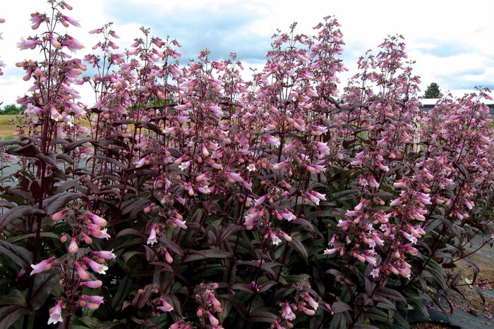 ''Dark Towers'' Beardtongue - Penstemon from Milmont Greenhouses