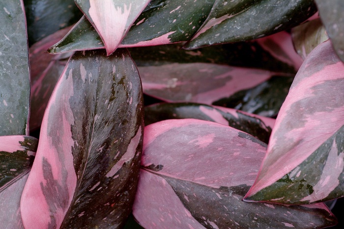 Pink Princess Philodendron - Philodendron erubescens 'Pink Princess' (Philodendron) from Milmont Greenhouses