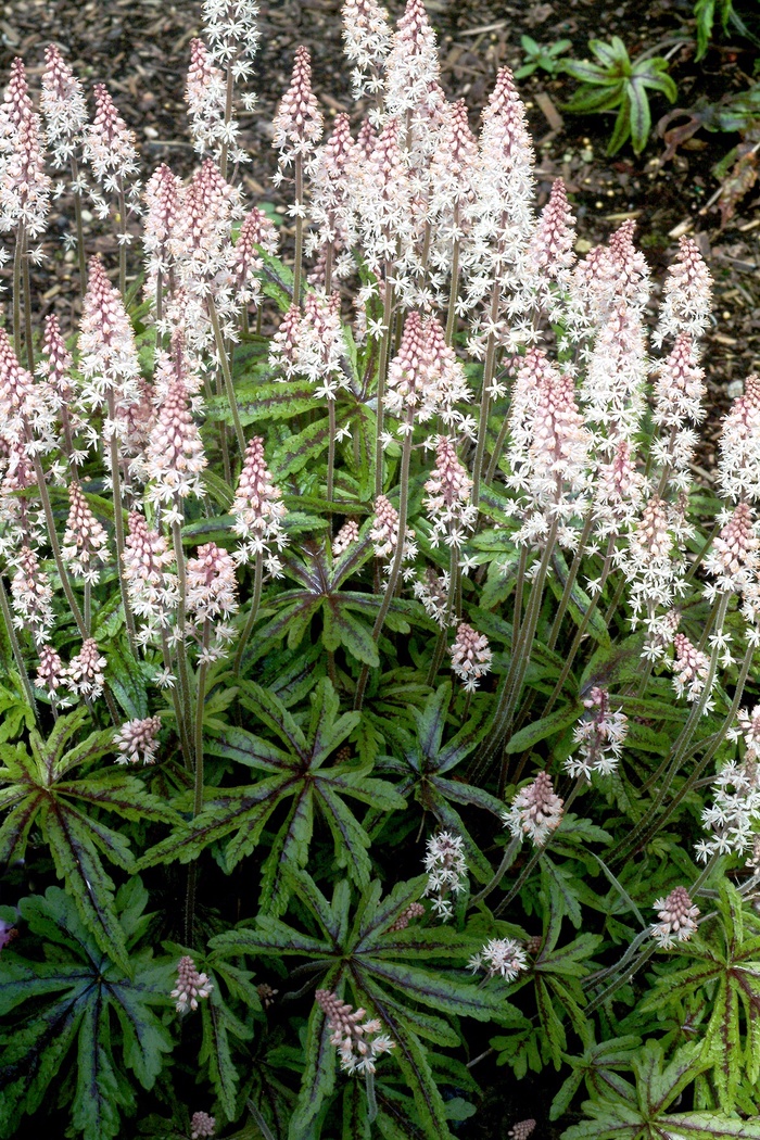 ''Candy Striper'' Foamflower - Tiarella from Milmont Greenhouses