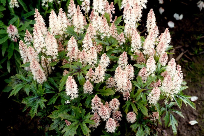 ''Pink Skyrocket'' Foamflower - Tiarella from Milmont Greenhouses